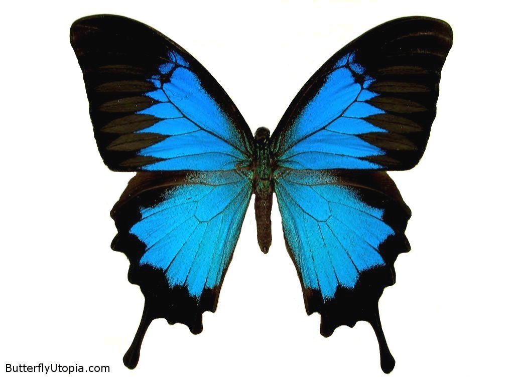 How To Identify Blue And Black Butterfly? Quick Guide