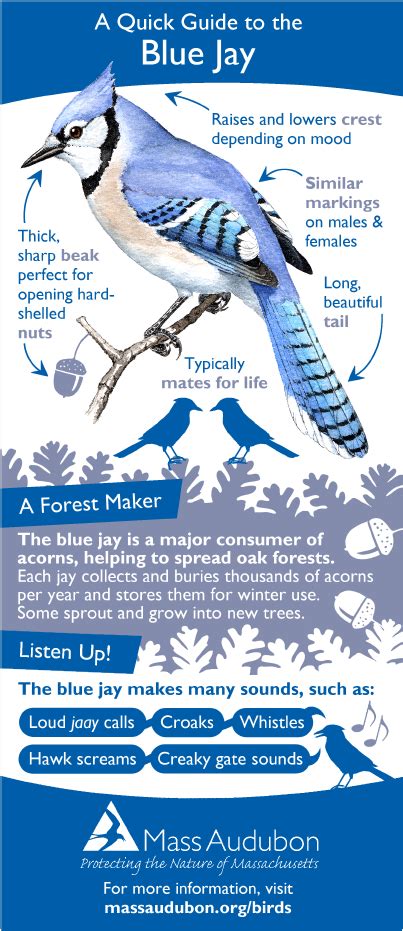 How To Identify Blue Jay Birds? Quick Guide