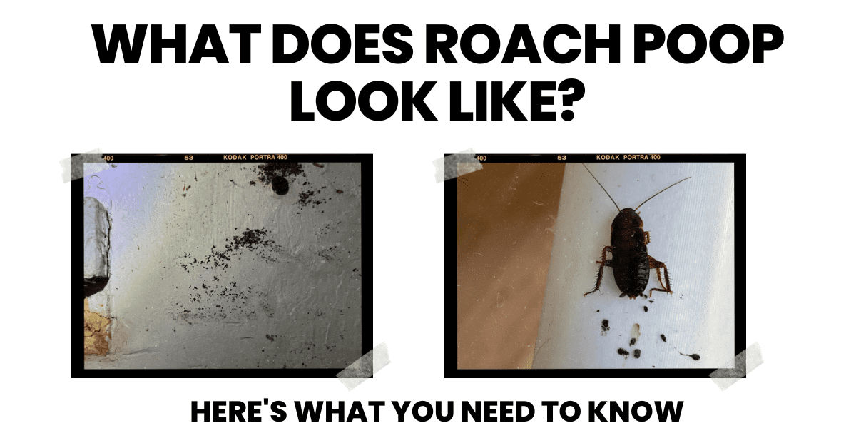 How To Identify Cockroach Poop