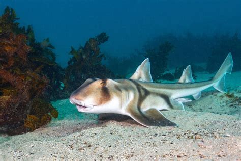 How To Identify Port Jackson Shark? Easy Tips