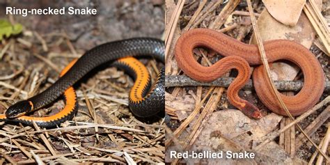 How To Identify Red Bellied Mud Snake? Safety Tips