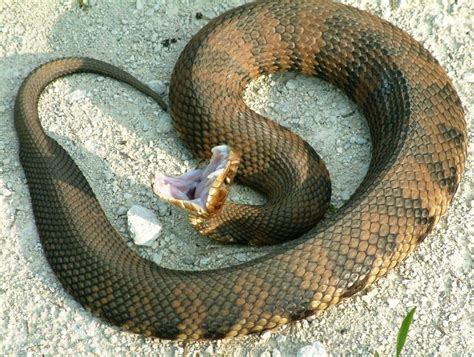 How To Identify Water Moccasin Pictures? Safety Tips Included