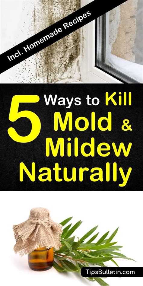 How To Kill Mold And Mildew Professional Secrets For Getting Rid Of