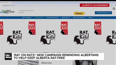 How To Maintain Alberta Rat Free Status?