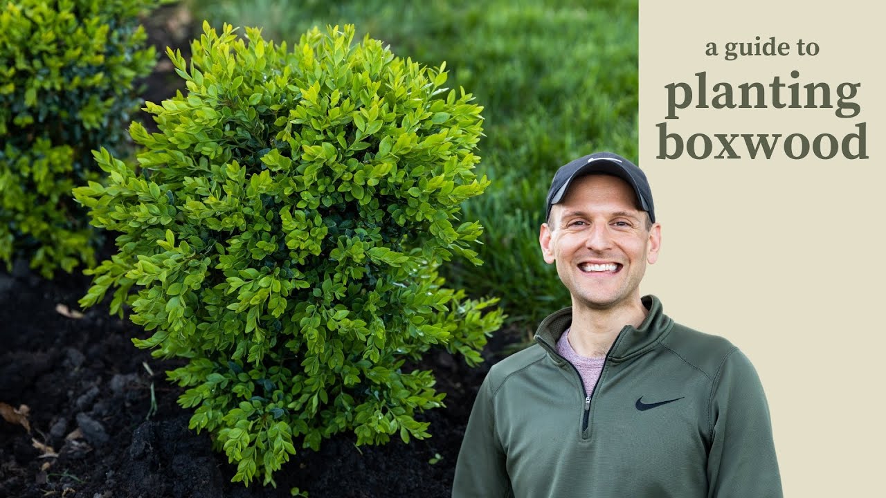 How To Plant A Boxwood Hedge Youtube