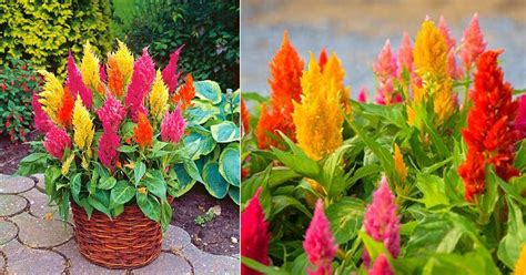 How To Plant And Grow Celosia