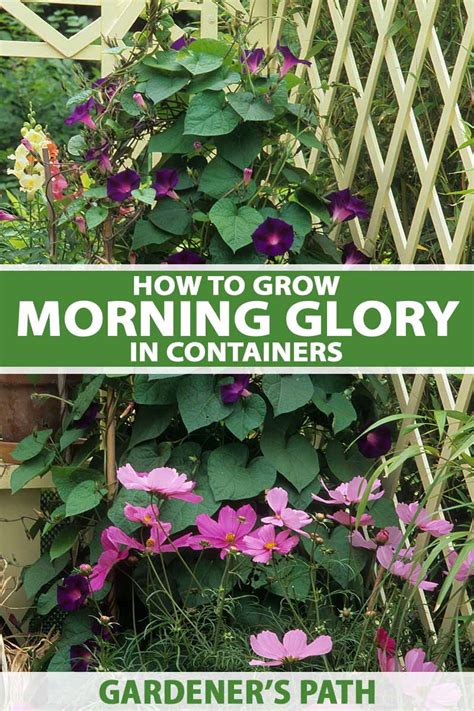 How To Plant And Grow Morning Glory Flowers Gardener S Path