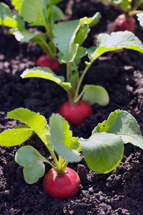 How To Plant And Grow Radishes Gardener S Path