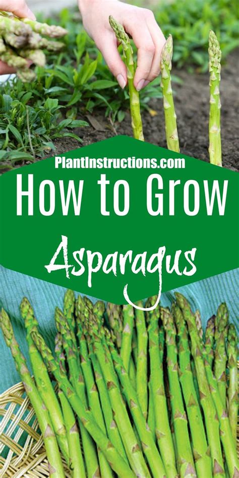 How To Plant Asparagus In Your Backyard Garden