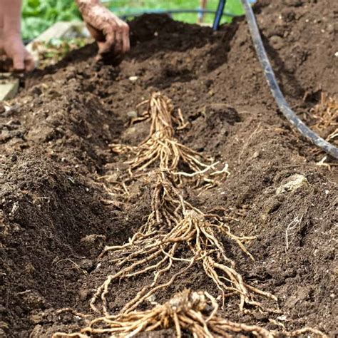 How To Plant Asparagus Successfully?