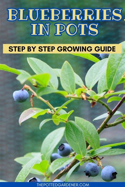 How To Plant Blueberry Bushes In Pots A Step By Step Guide Fruit Faves