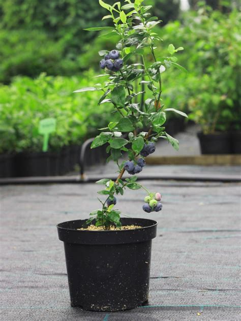 How To Plant Blueberry Plants