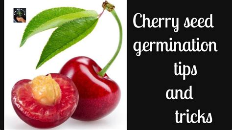 How To Plant Cherry Seeds Youtube