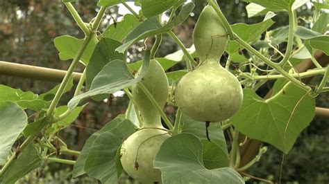 How To Plant Gourds At Home With P Allen Smith Youtube