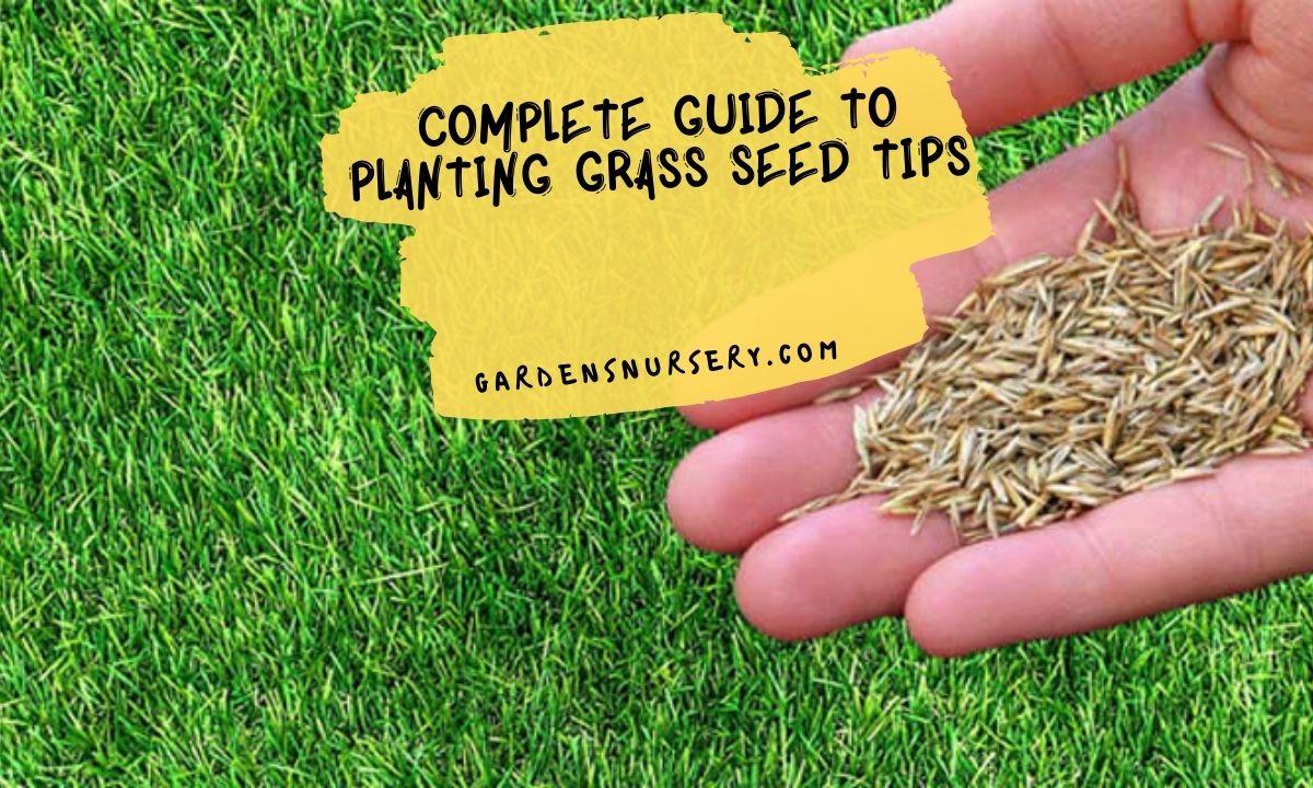 How To Plant Grass Seed The Right Way Bees And Roses Planting Grass