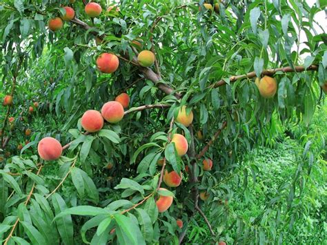 How To Plant Grow And Care For Contender Peach Trees