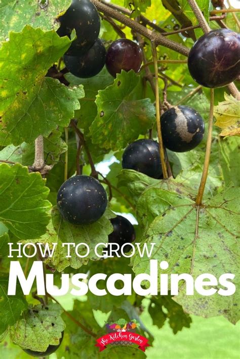 How To Plant Muscadine Grapes Easy Guide Web Monitor