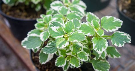 How To Propagate Swedish Ivy The Garden Magazine