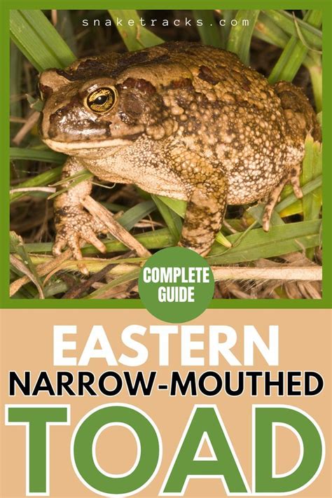 How To Protect Eastern Narrow Mouthed Toad Habitats?