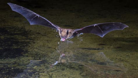 How To Protect Yourself From Bats Prevent Diseases Like Rabies