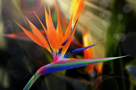 How To Prune A Bird Of Paradise Is Pruning Birds Of Paradise Necessary