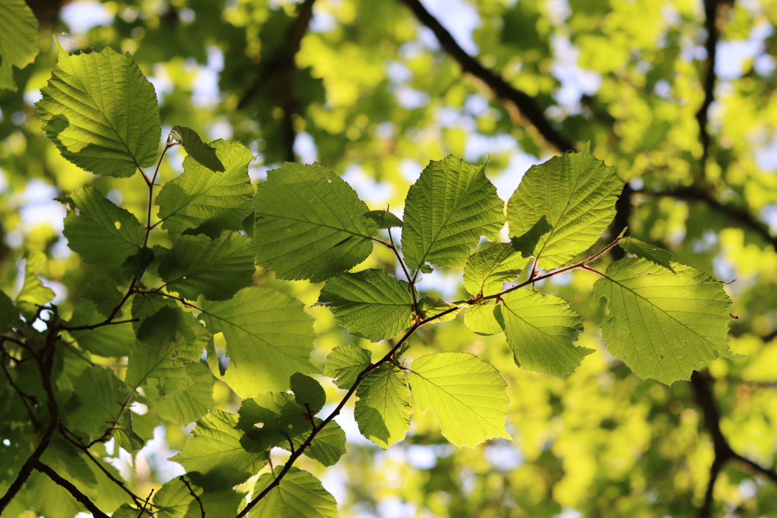 How To Prune Weeping Beech Tree? Expert Guide