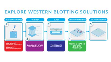 How To Rebrush Storm Blot? Easy Solutions