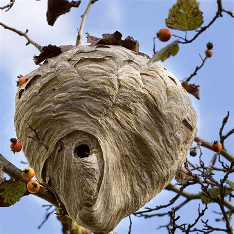 How To Remove A Wasp Nest