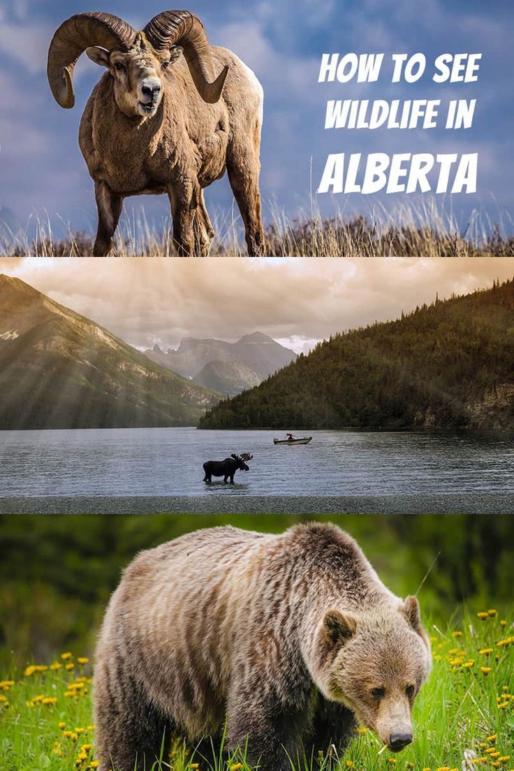 How To Safely See Alberta Wildlife Artofit