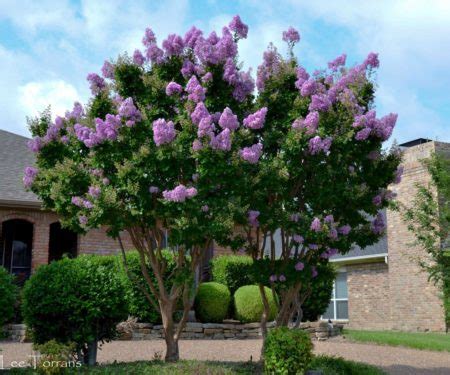 How To Shape Crape Myrtle? Easy Guide