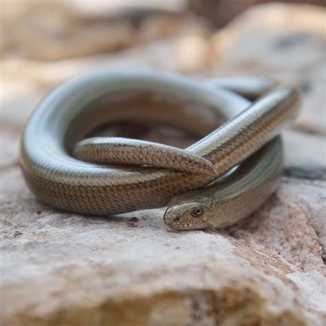 How To Spot Legless Lizard In Florida? Safety Tips