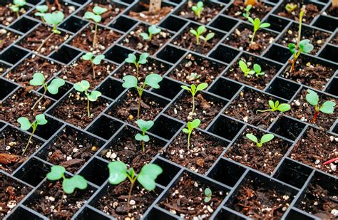 How To Start Seeds Indoors Wholemade Homestead