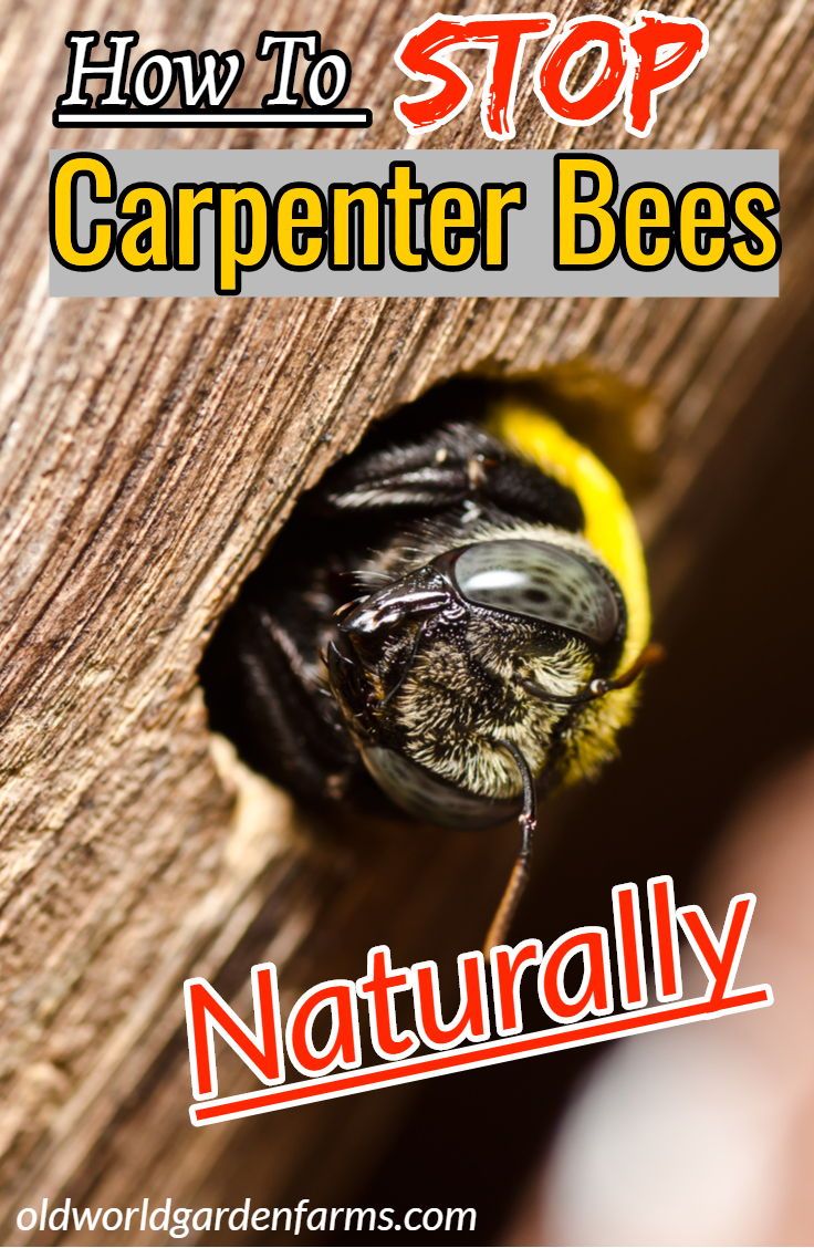 How To Stop Carpenter Bee Damage? Solutions