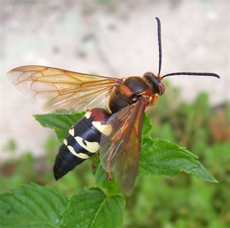 How To Stop Eastern Cicada Killer Wasp? Prevention Tips