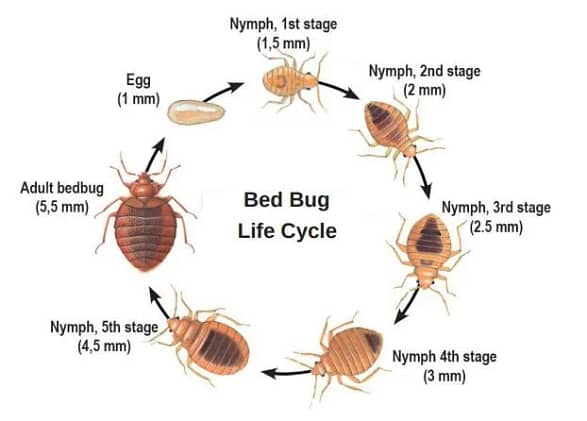 How To Stop Thinking About Bed Bugs Tips And Strategies Pest