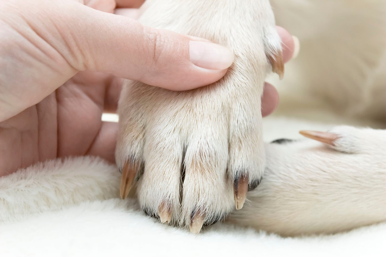 How To Treat Broken Nail Toe? Relief Now