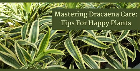 How To Treat Cordylione Of Dracaena? Cure Tips