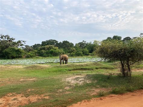 How To Visit Sri Lanka S Incredible Yala National Park The Common