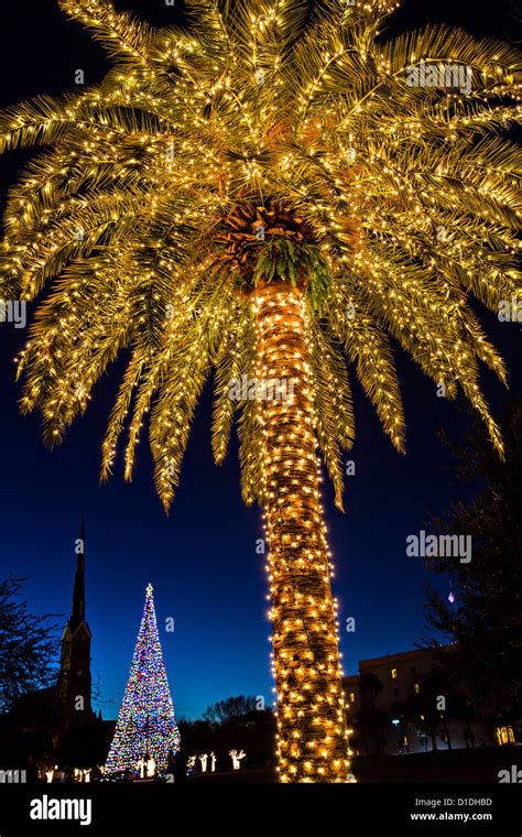 How To Wrap Palm Trees With Christmas Lights Decoratingspecial Com