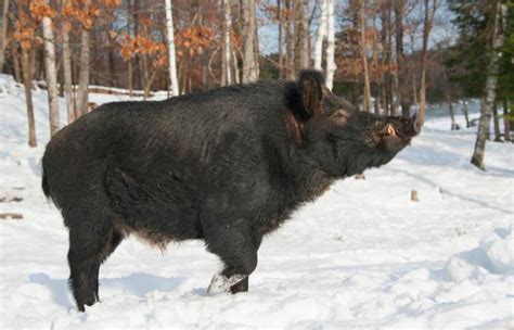 Huge Feral Hogs Invading Canada Building Pigloos As They Go