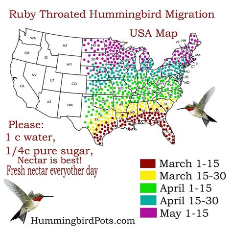 Hummingbird Migration 2025 Map Pdf Brenda B Cheatham