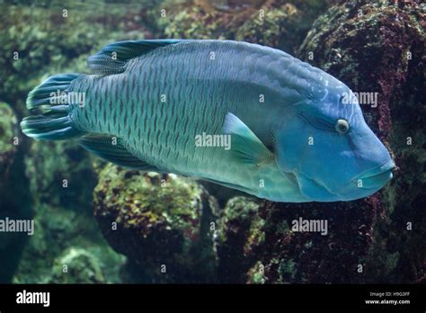 Humphead Wrasse Cheilinus Undulatus Also Known As The Napoleon Fish