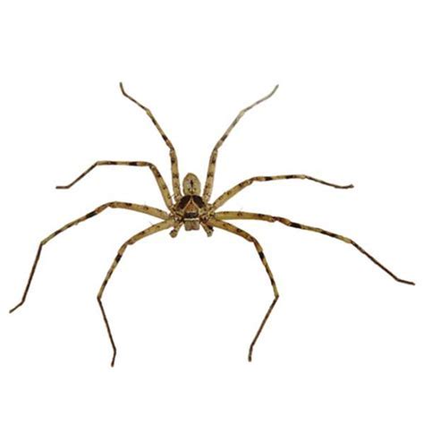 Huntsman Spider Florida: Identify And Remove Safely