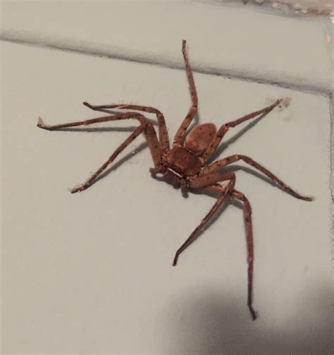 Huntsman Spider Florida