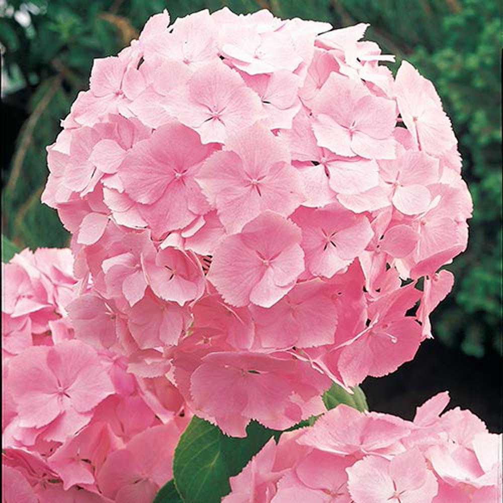 Hydrangea Pink Plant Nestreeo Com