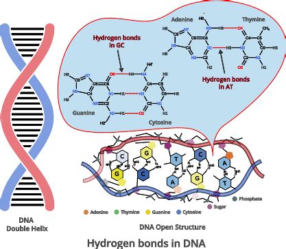 Hydrogen Bonds In Dna Base Pairing Nature Psiberg