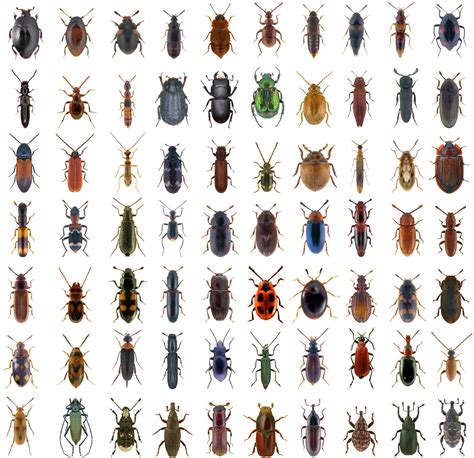 Identify Uk Insects By Colour