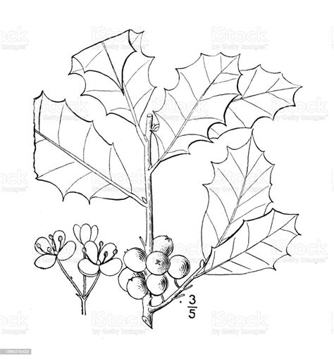 Ilex Opaca Drawing