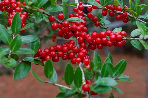 Ilex Vomitoria Yaupon Holly Identification Edibility Tea