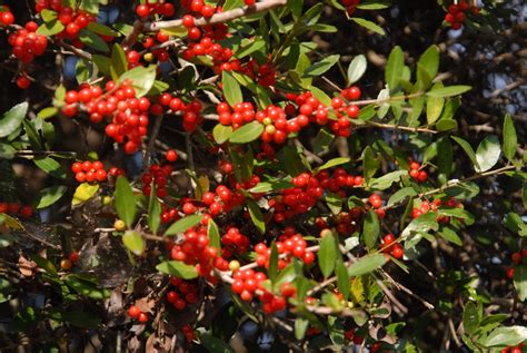 Ilex Vomitoria Yauponery